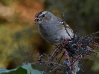 Sparrow6.jpg