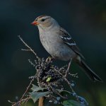 Sparrow14.jpg