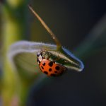 LadyBug2.jpg
