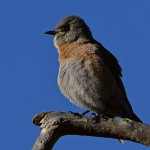 Bluebird6.jpg