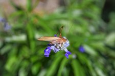 500_0050_LSh_sm.jpg