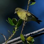 Goldfinch.jpg
