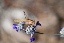 Katydid.jpg