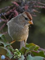 Sparrow4.jpg