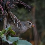 Sparrow9.jpg