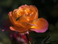 Rose2.jpg