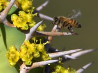 Bee.jpg
