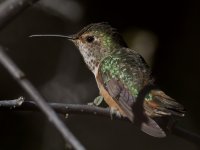 Hummer8.jpg