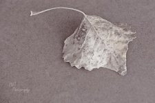 11-12-21-CR-_7505872-2021-11-12-163044_ -ON1.jpg