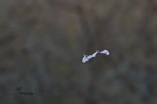11-14-21-CR-_D502791-2021-11-14-171756_ -ON1.jpg