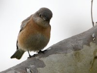Bluebird.jpg