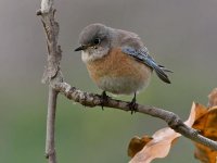 Bluebird4.jpg