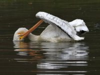 Pelican.jpg