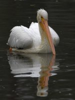 Pelican4.jpg