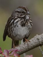 Sparrow3.jpg