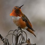 Hummer3.jpg