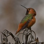 Hummer6.jpg