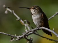 Hummer10.jpg