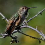 Hummer15.jpg