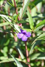 500_0018_LSh_cr.jpg