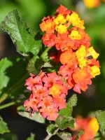 500_0102_LSh_cr.jpg