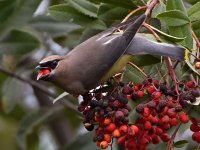 Waxwing10.jpg