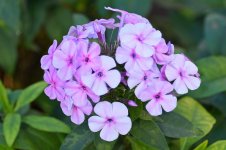 500_0122_LSh_cr_sm.jpg