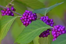 500_0127_L_cr_sm.jpg