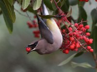 Waxwing26.jpg