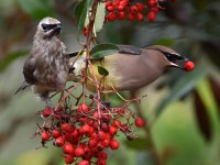 Waxwing34.jpg