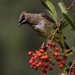 Waxwing43.jpg