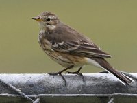 Pipit4.jpg