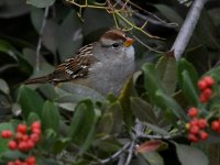 Sparrow.jpg
