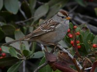 Sparrow3.jpg