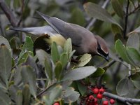 Waxwing2.jpg