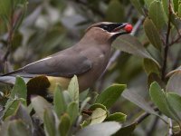 Waxwing3.jpg