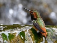 Hummer2.jpg