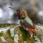 Hummer5.jpg