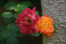 2021-11-17 13.51.25-s.jpg