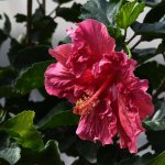 Hibiscus.jpg