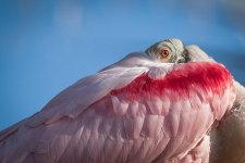 Roseate Spoonbill - Eye to Eye-2.jpg