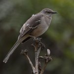 Mockingbird.jpg
