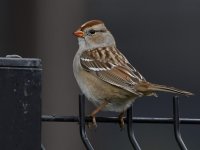 Sparrow4.jpg