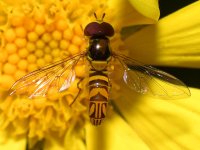 HoverFly.jpg