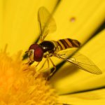 HoverFly8.jpg