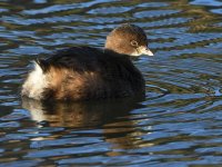 Grebe.jpg