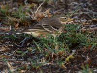 Pipit2.jpg