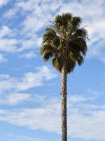 Palm.jpg