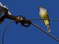 Kingbird.jpg