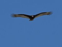 Vulture.jpg